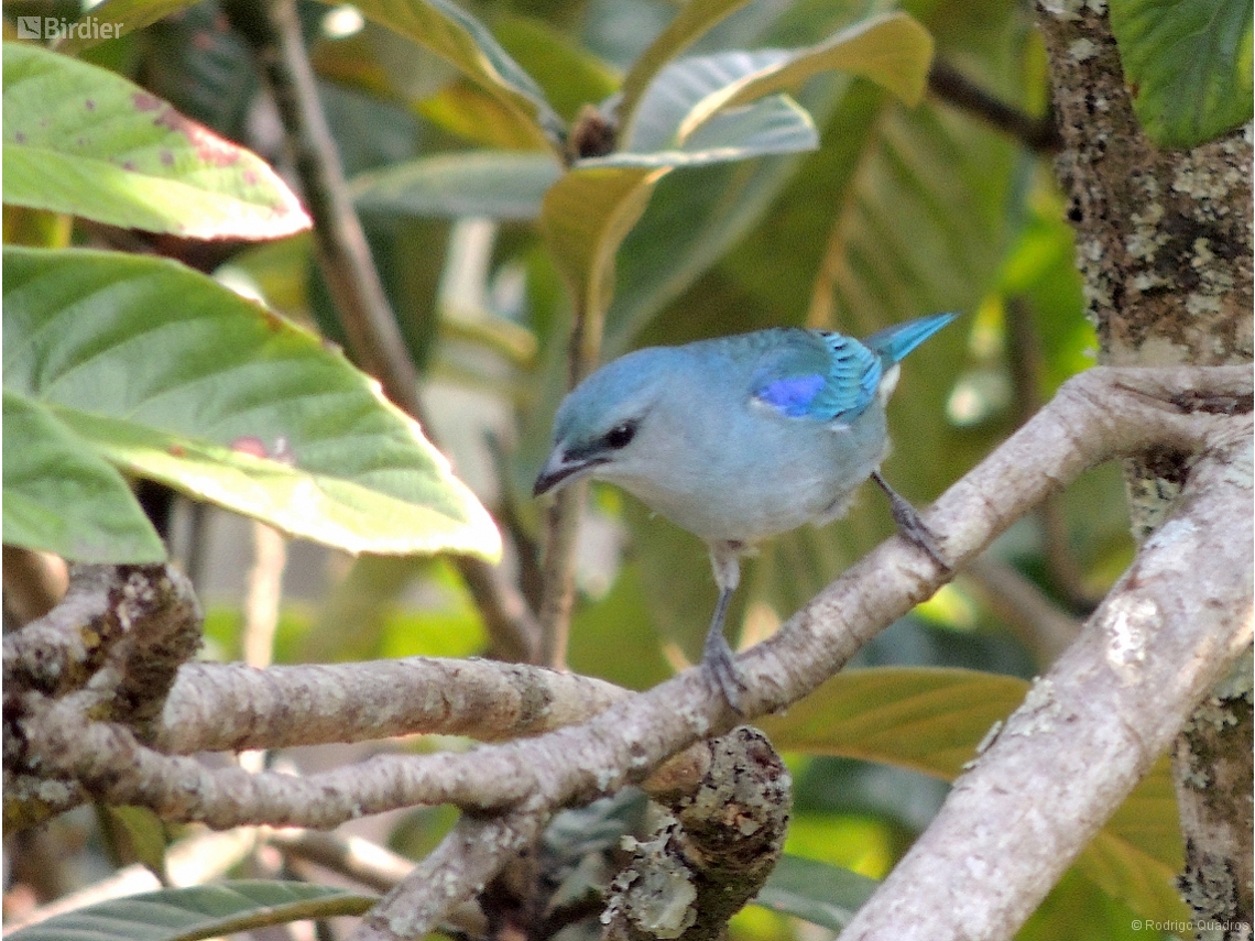 Thraupis cyanoptera