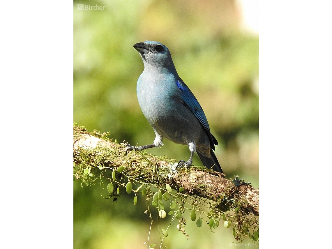 Thraupis cyanoptera