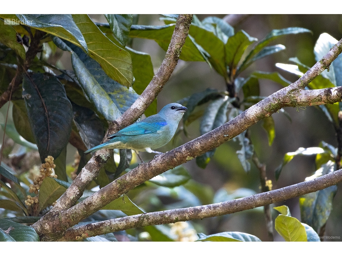 Thraupis cyanoptera