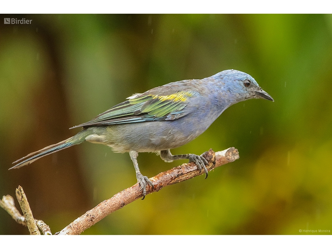 Thraupis ornata