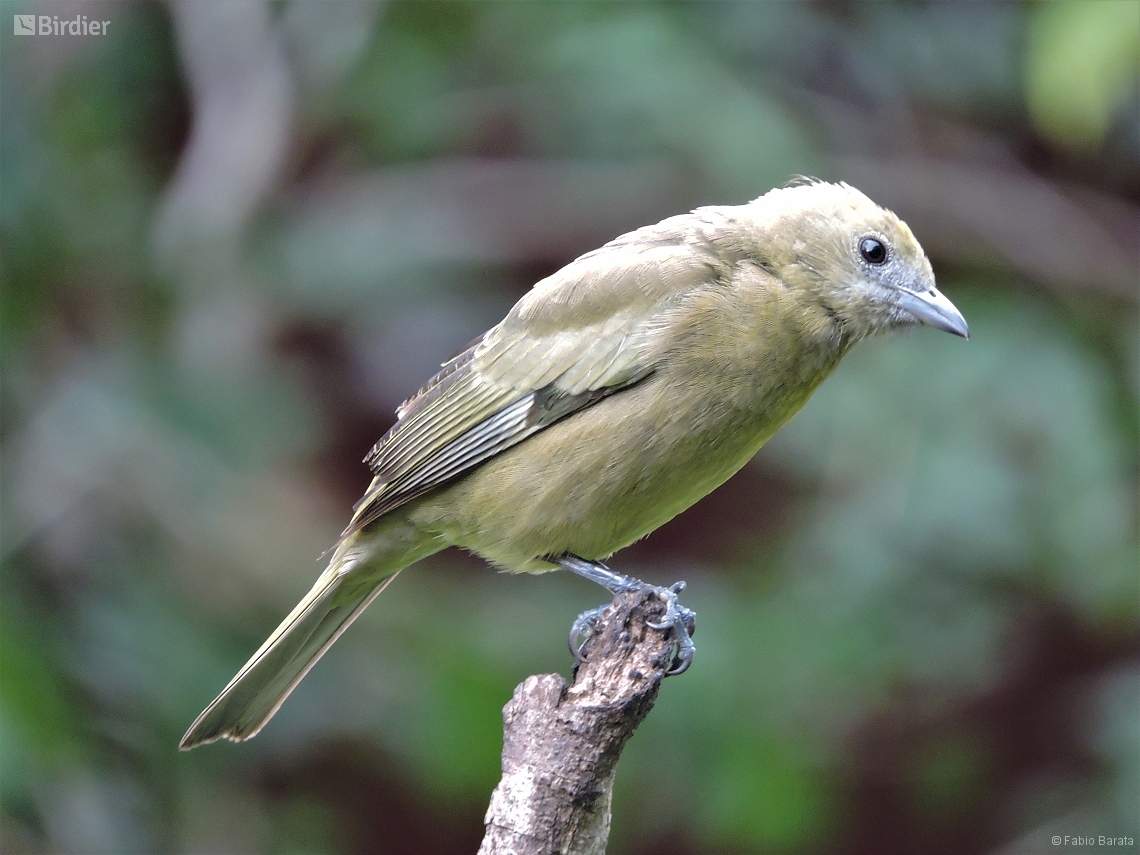Thraupis palmarum