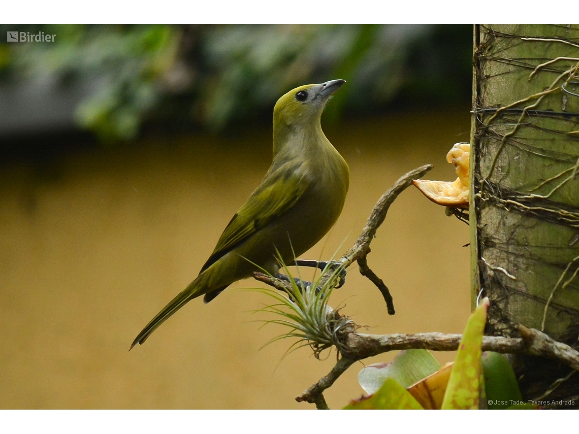 Thraupis palmarum