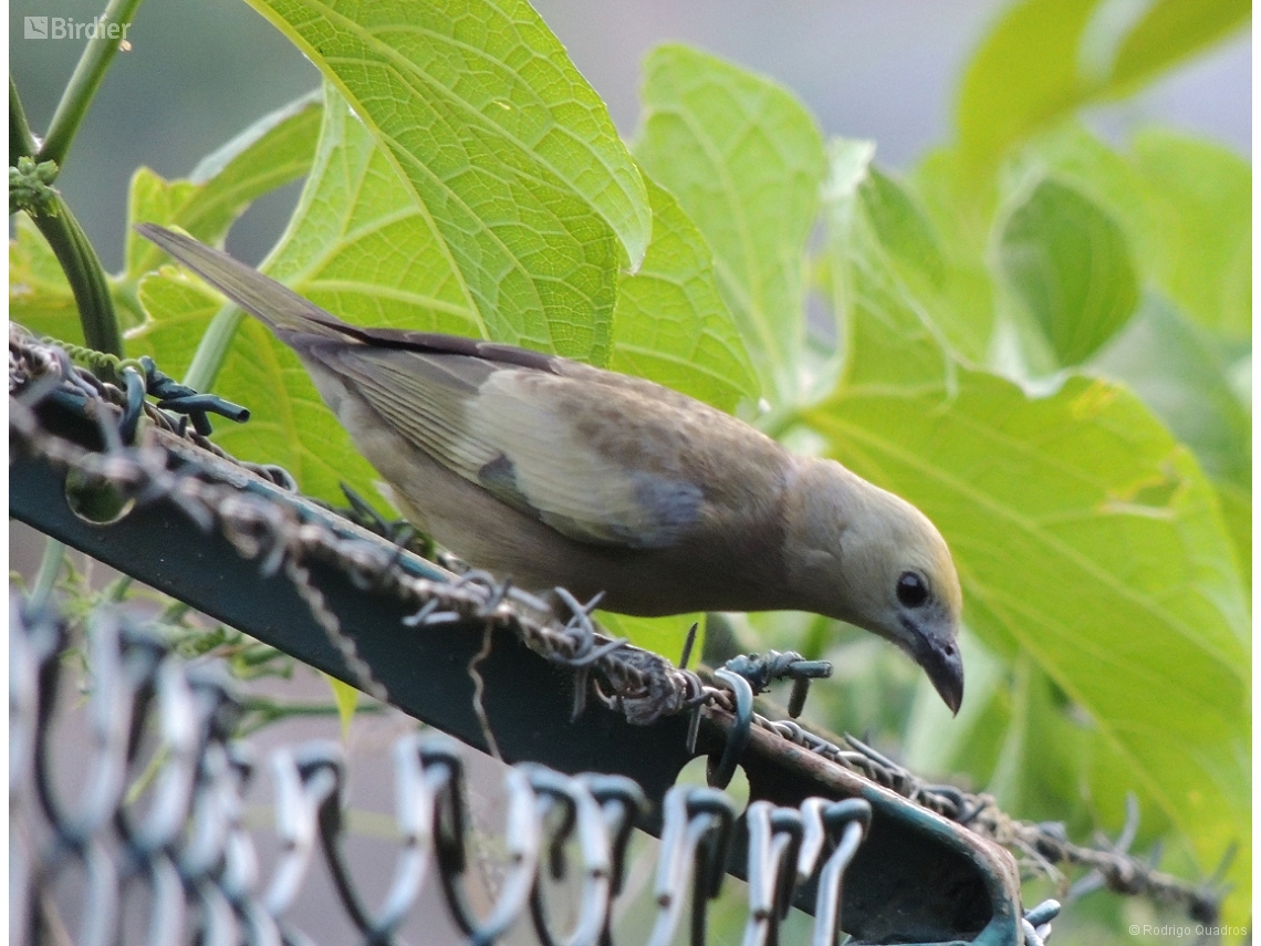 Thraupis palmarum