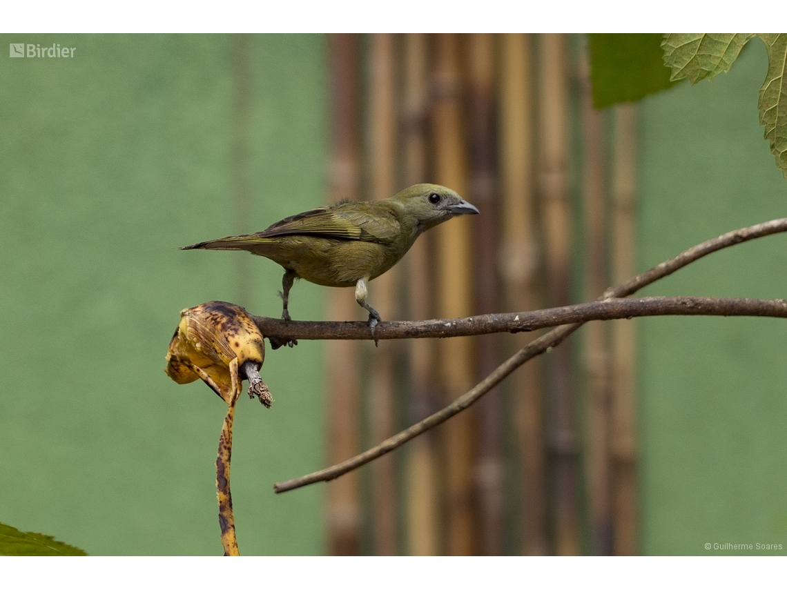 Thraupis palmarum