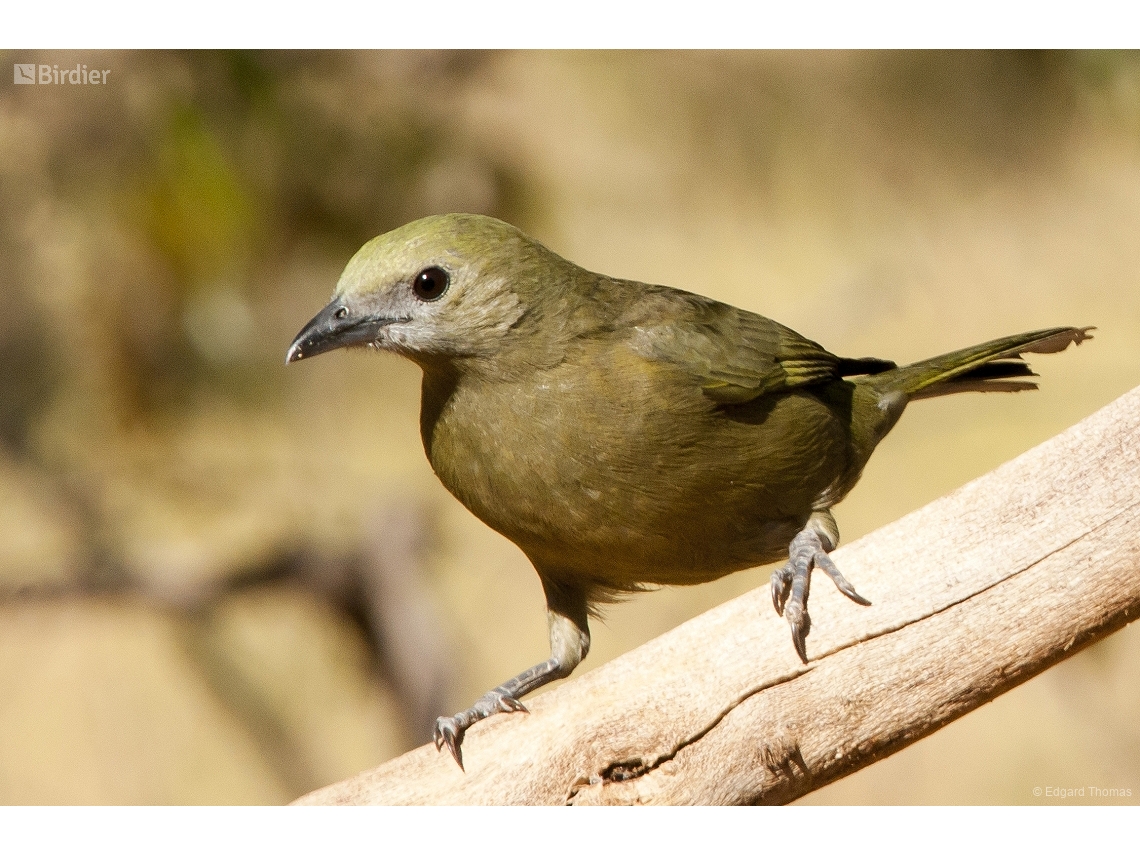 Thraupis palmarum
