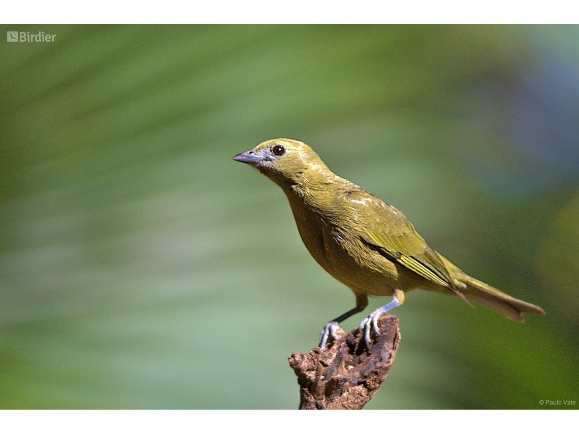 Thraupis palmarum