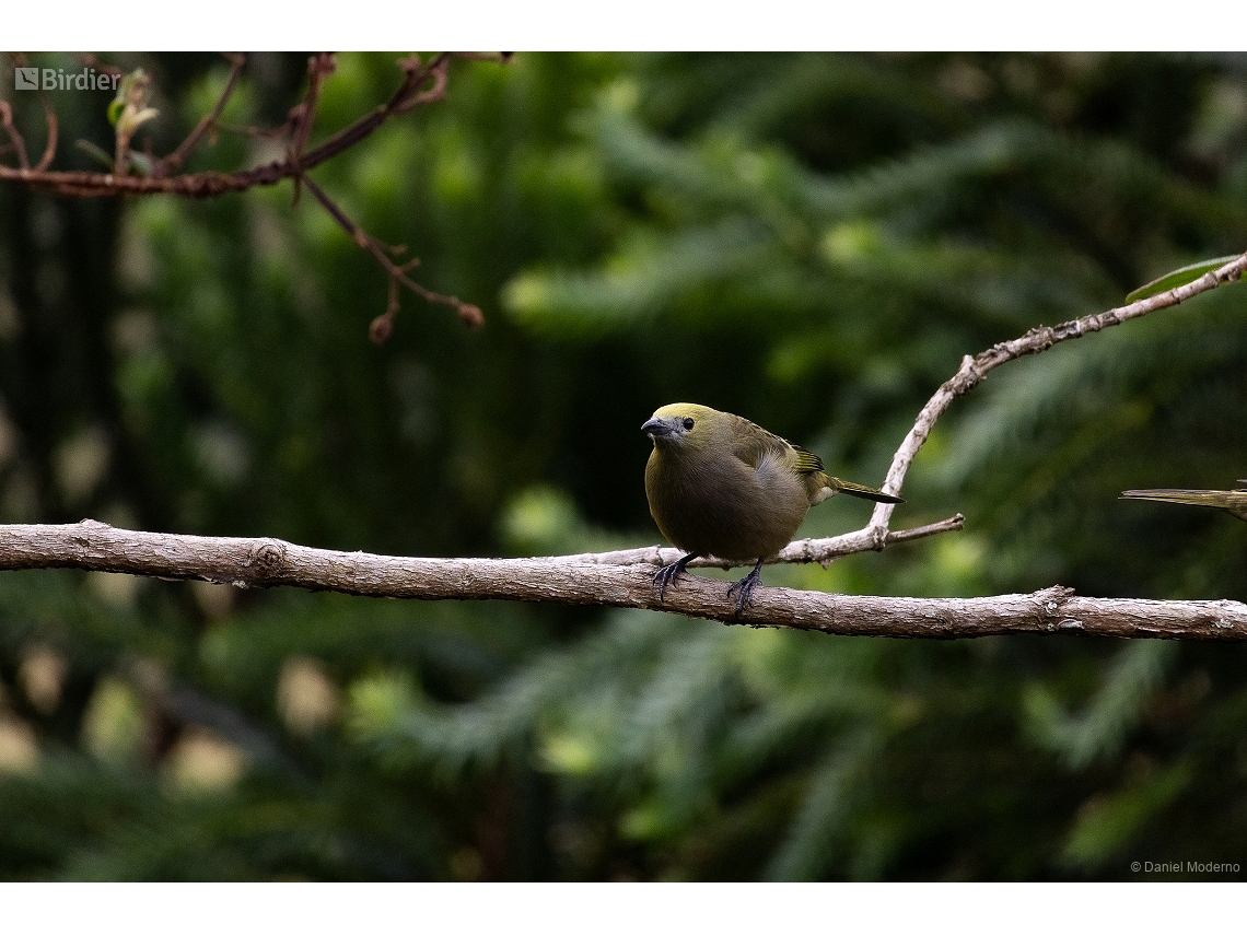 Thraupis palmarum