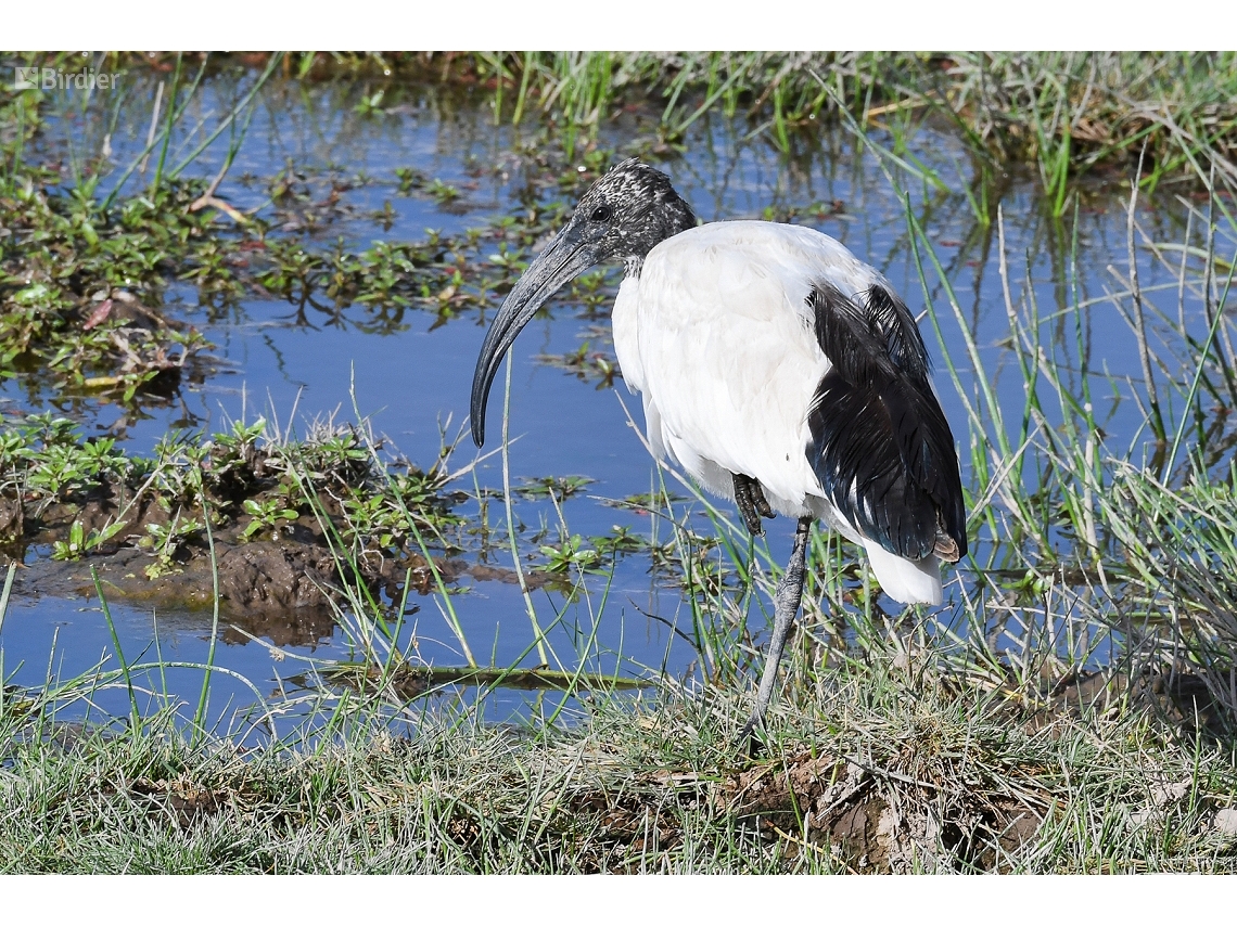 Threskiornis aethiopicus