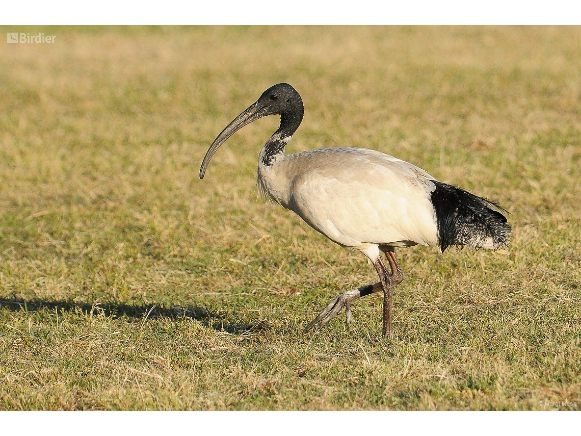 Threskiornis molucca