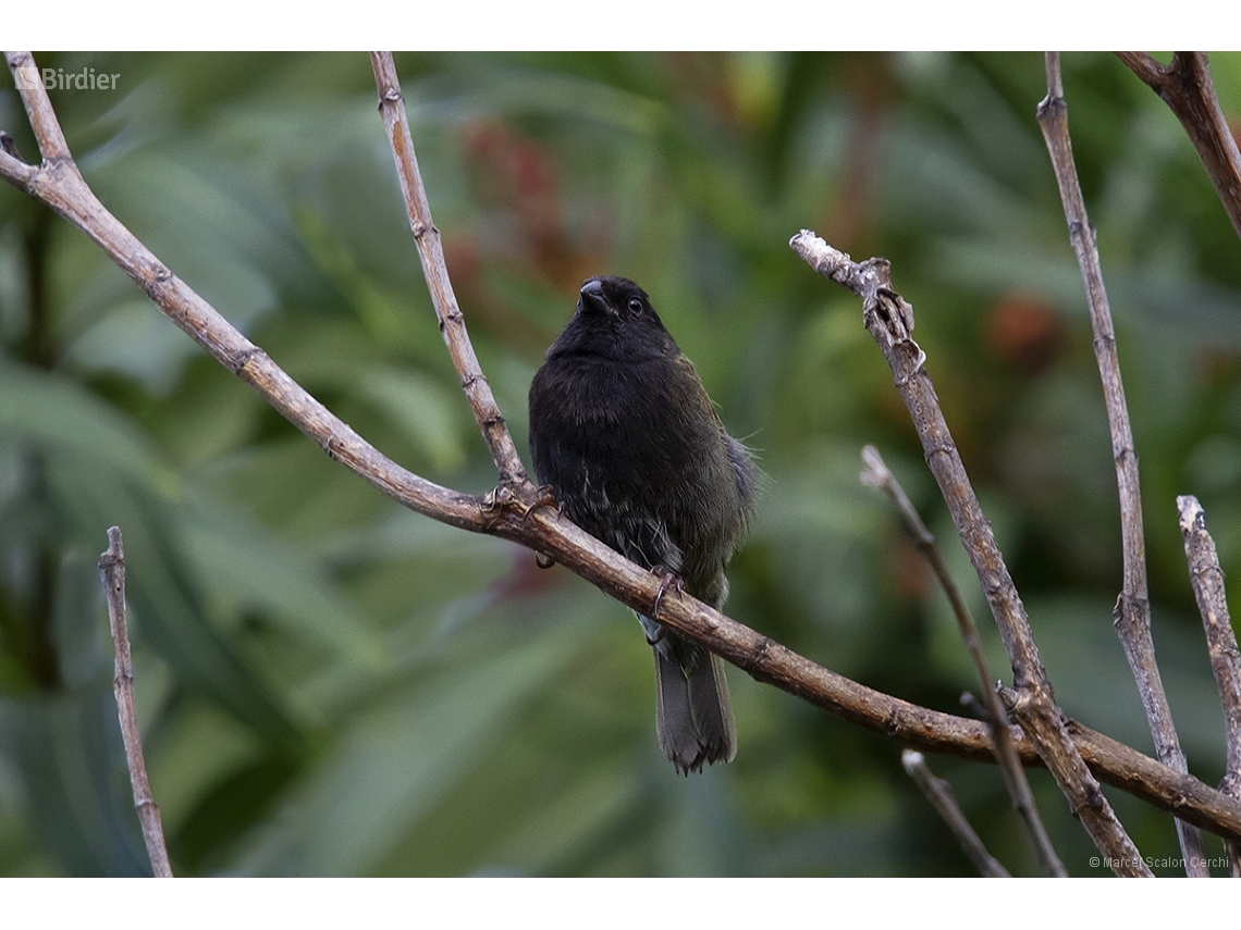 Melanospiza bicolor