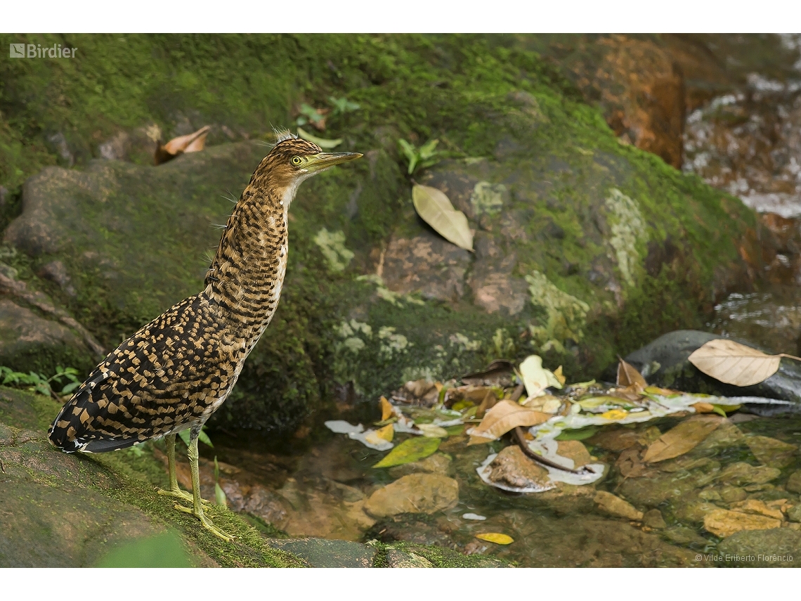 Tigrisoma fasciatum