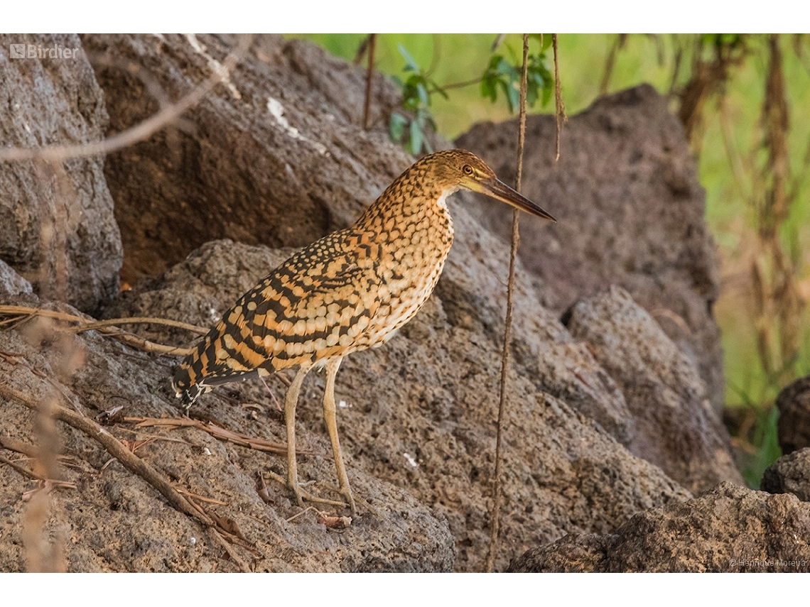 Tigrisoma lineatum