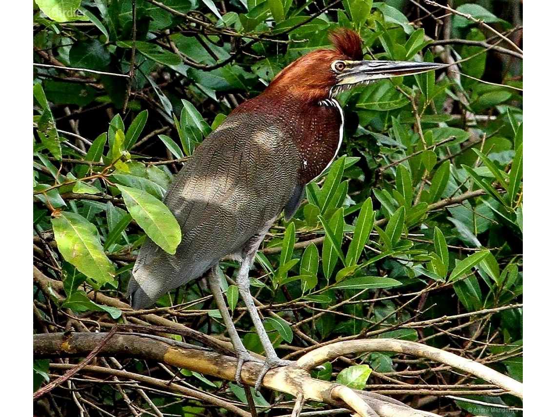 Tigrisoma lineatum