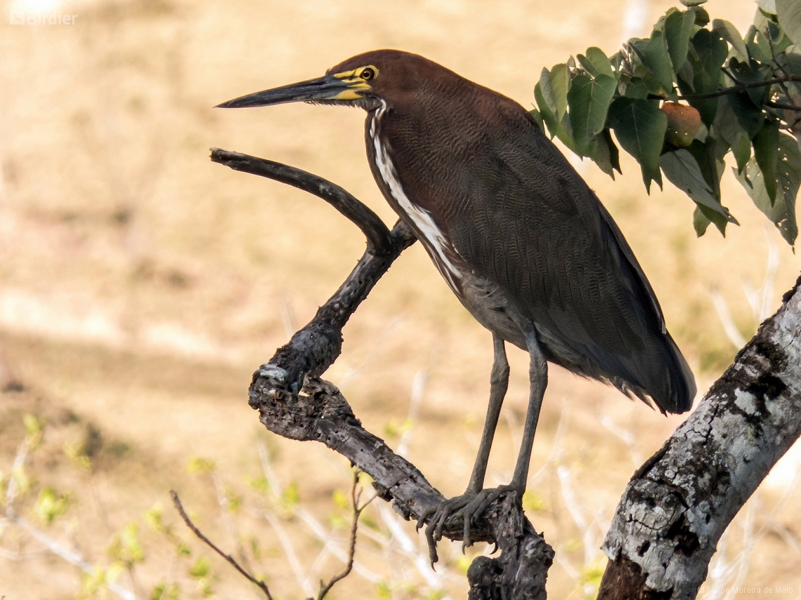 Tigrisoma lineatum