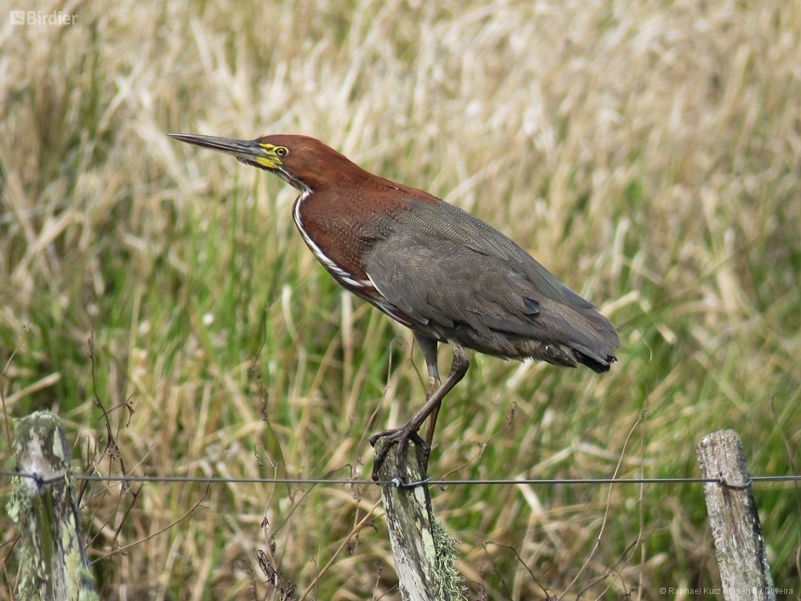 Tigrisoma lineatum