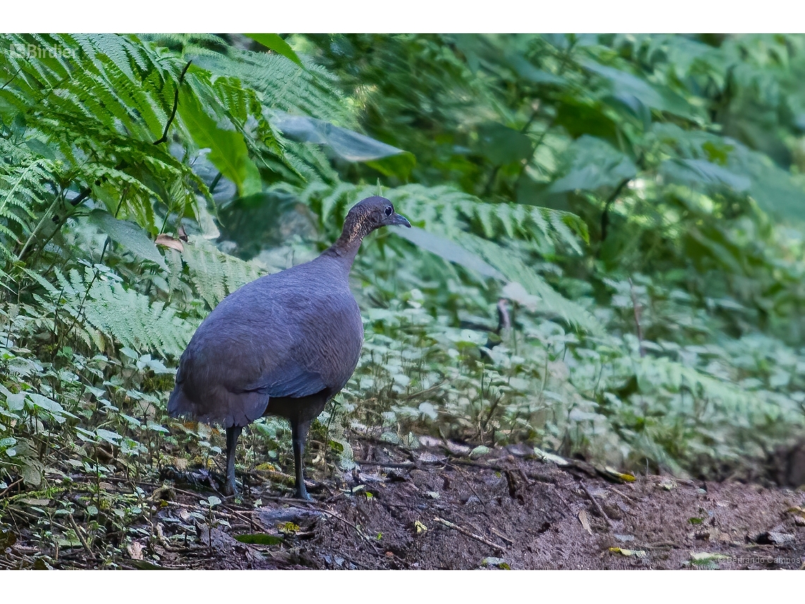 Tinamus solitarius