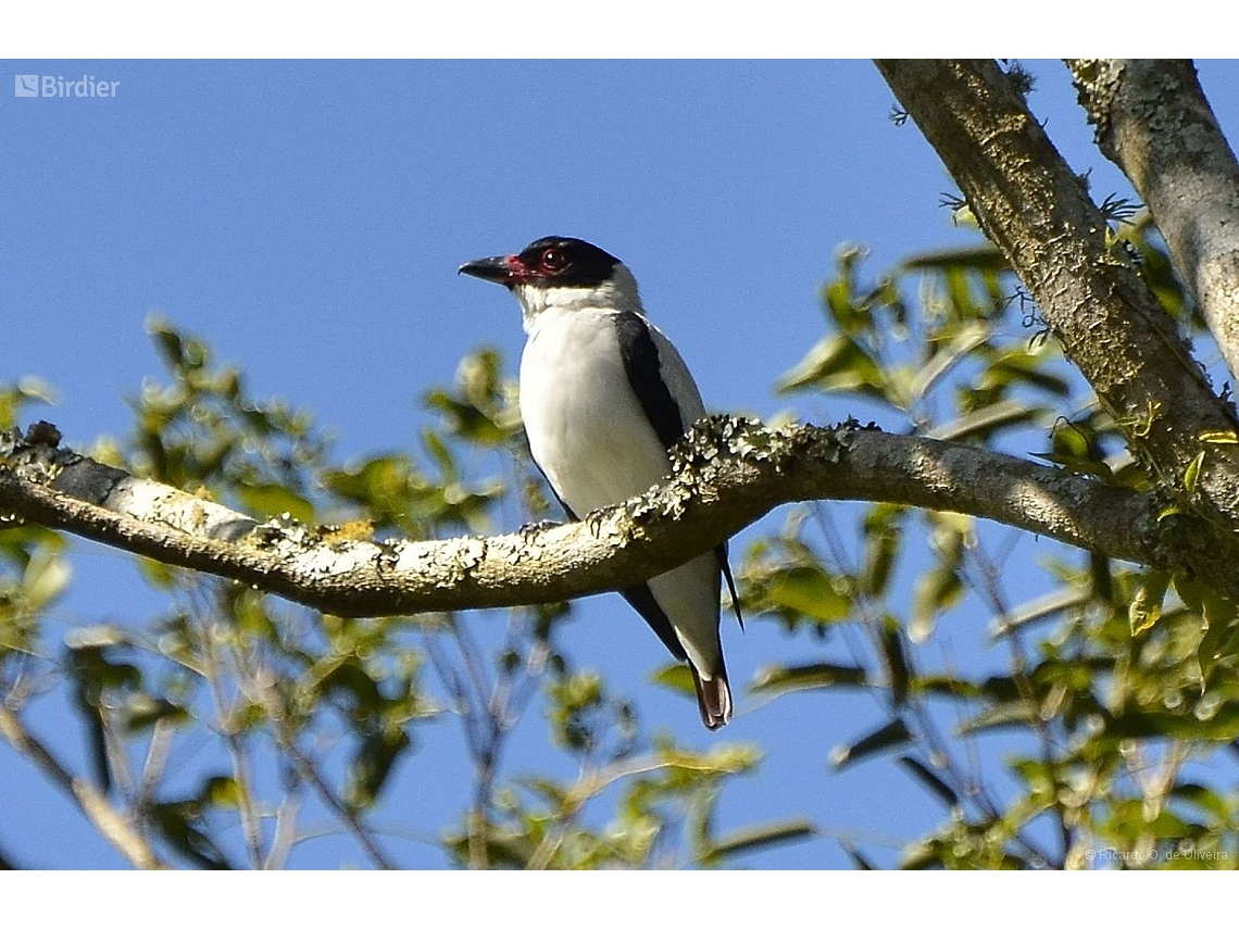 Tityra cayana