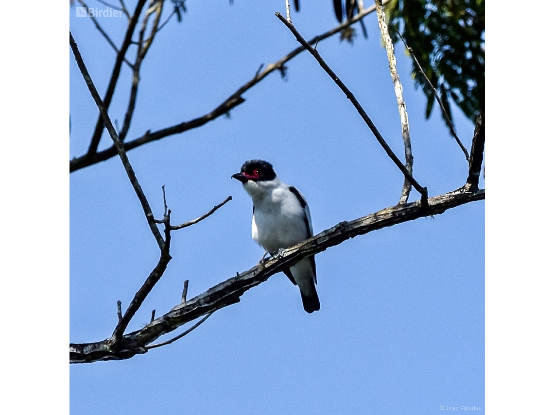 Tityra cayana