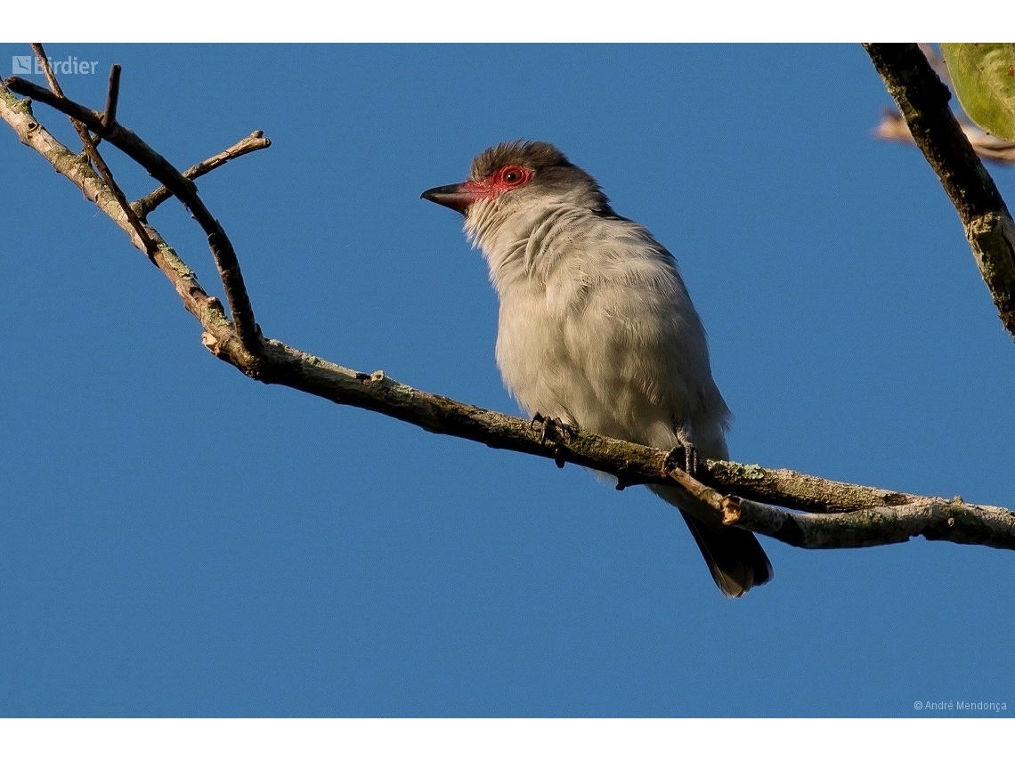 Tityra semifasciata