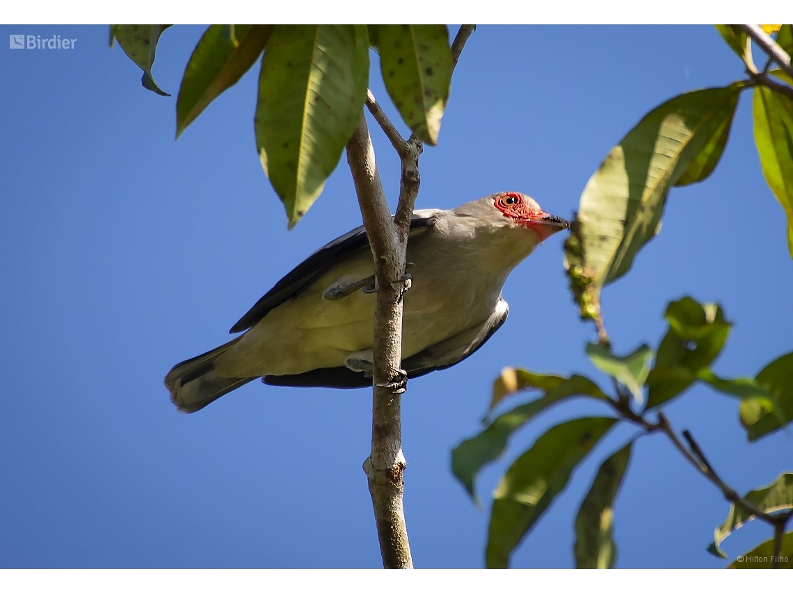 Tityra semifasciata