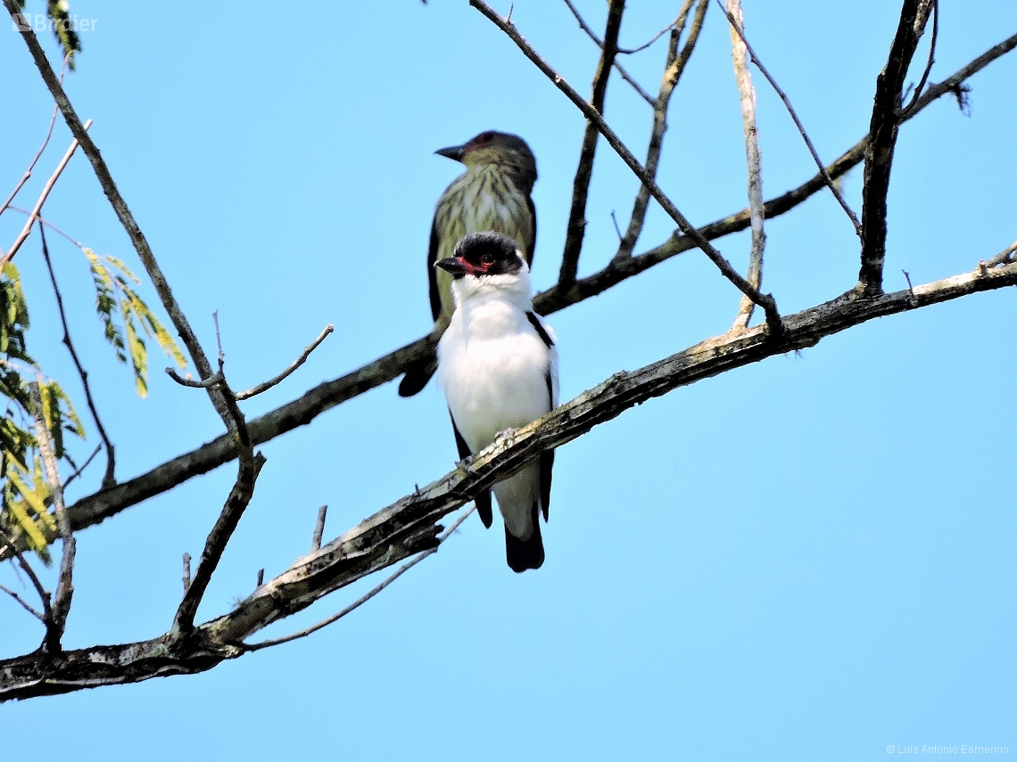 Tityra semifasciata