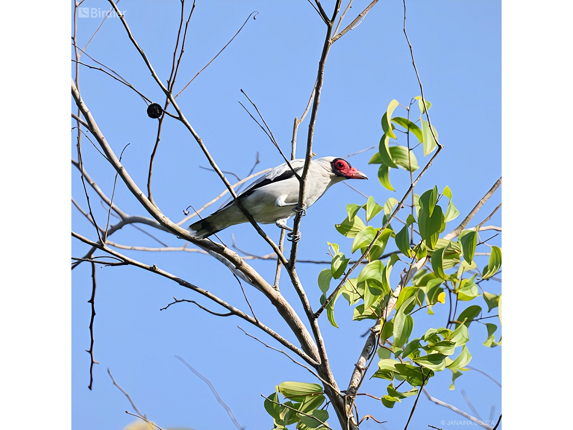 Tityra semifasciata