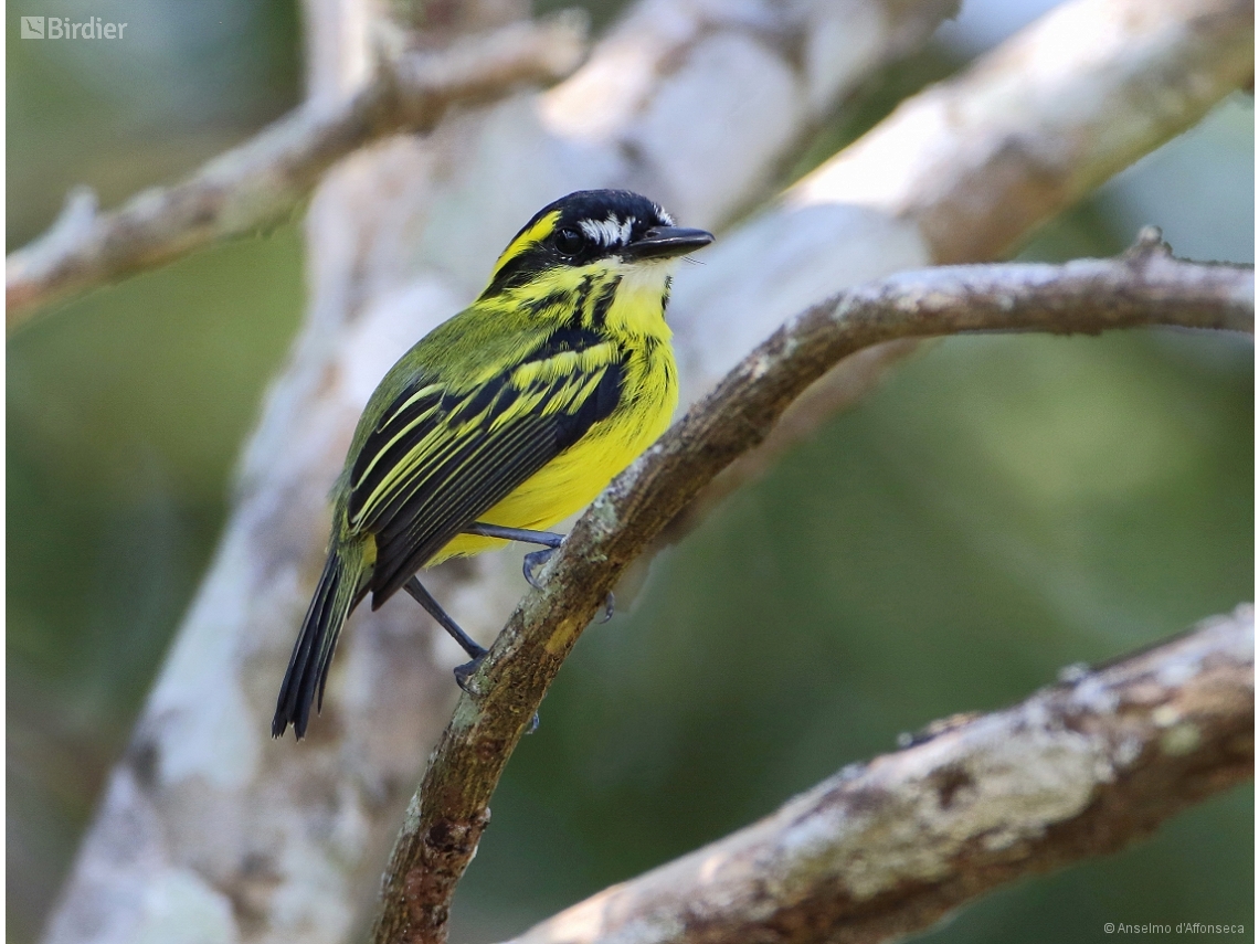 Todirostrum chrysocrotaphum