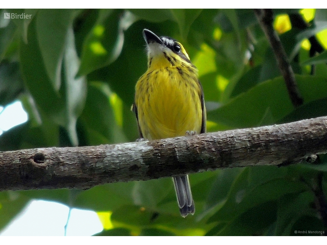Todirostrum chrysocrotaphum