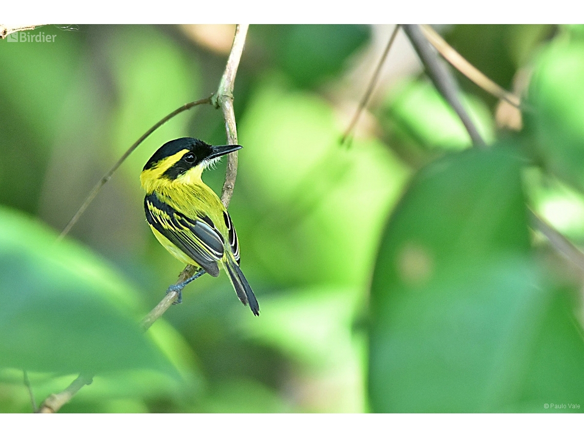 Todirostrum chrysocrotaphum