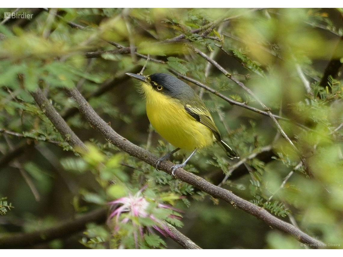 Todirostrum cinereum