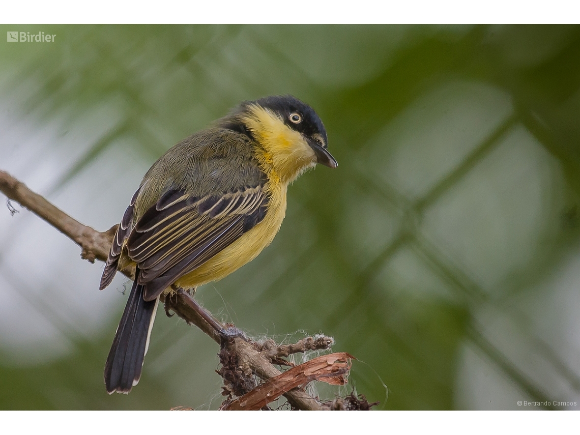 Todirostrum cinereum