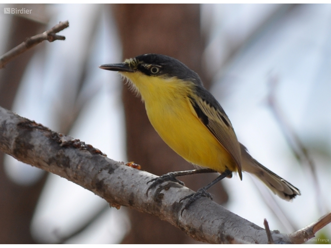 Todirostrum cinereum