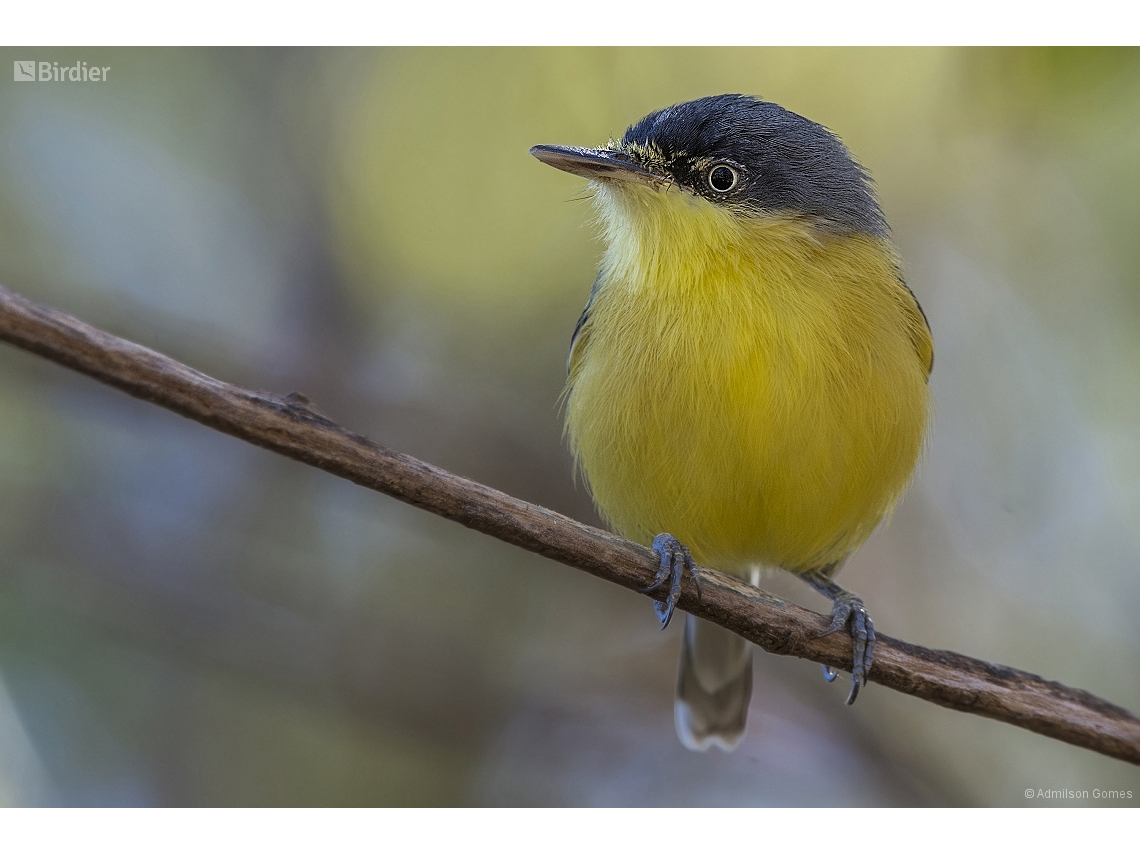 Todirostrum cinereum