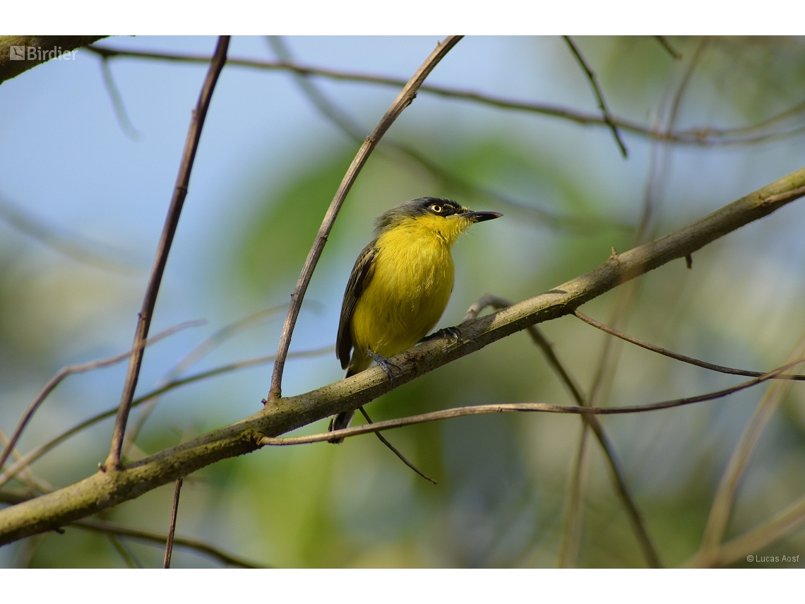 Todirostrum cinereum