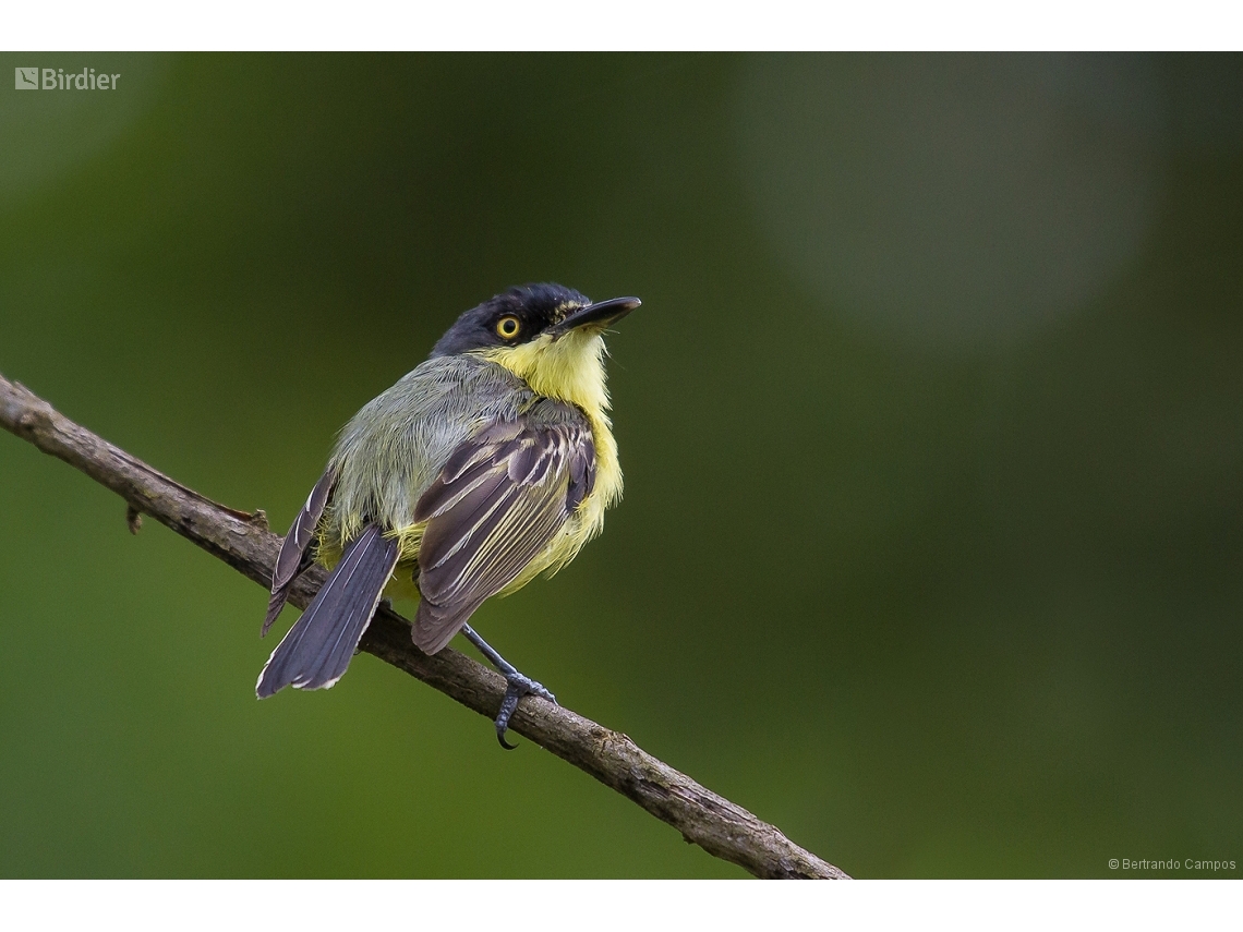 Todirostrum cinereum