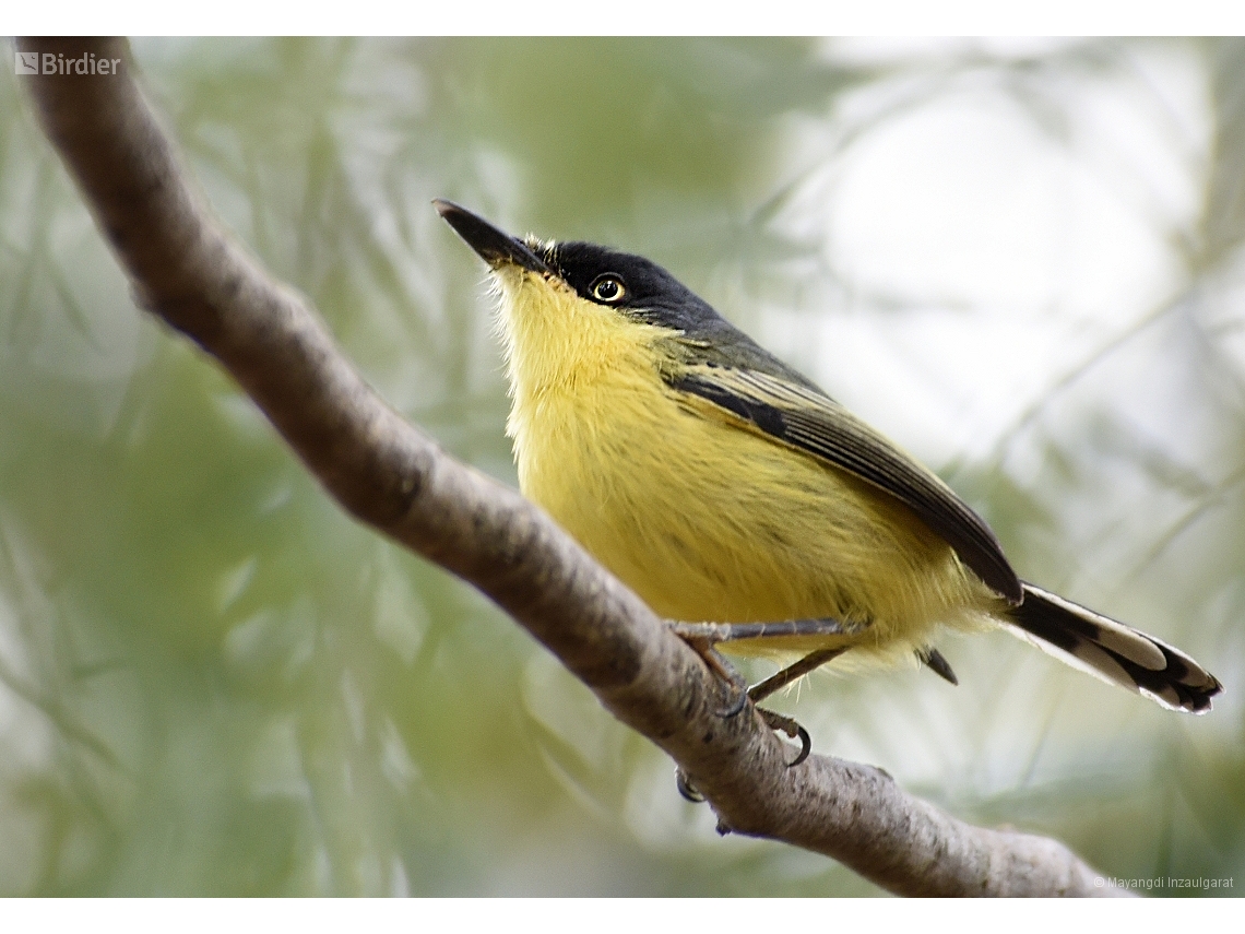 Todirostrum cinereum