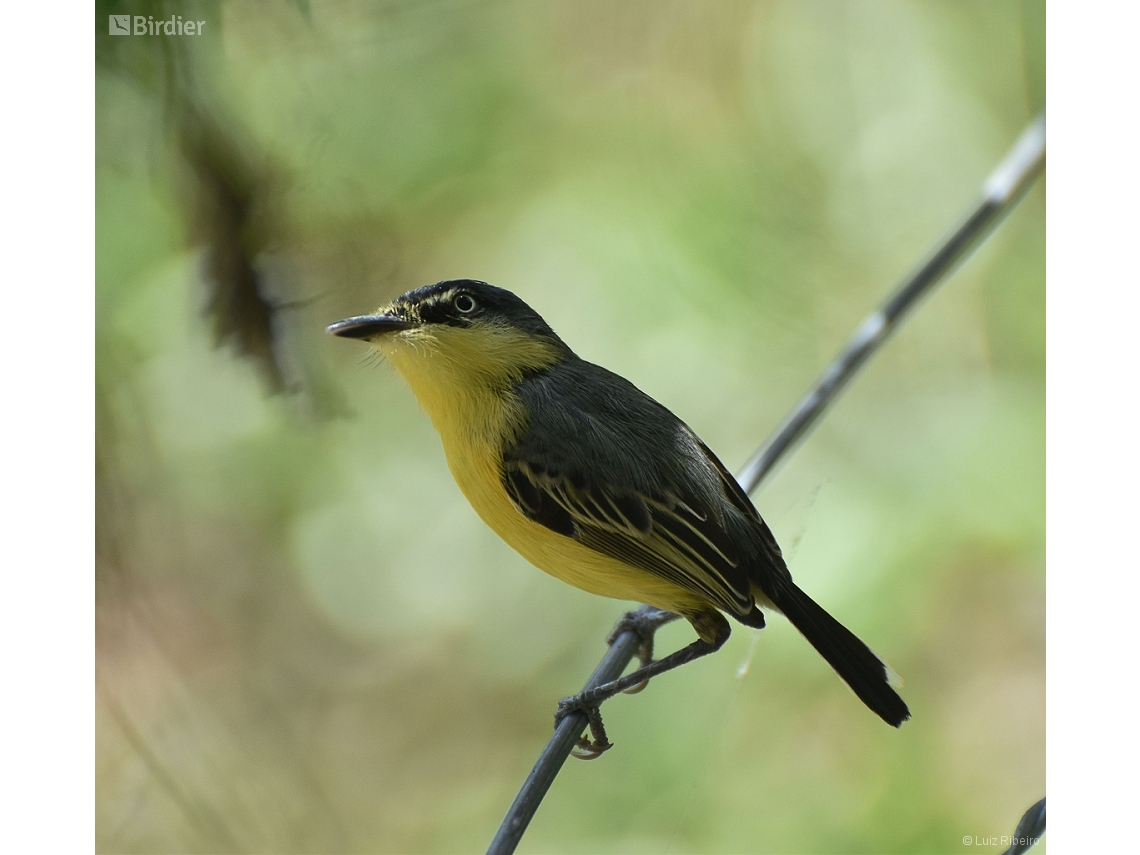 Todirostrum cinereum