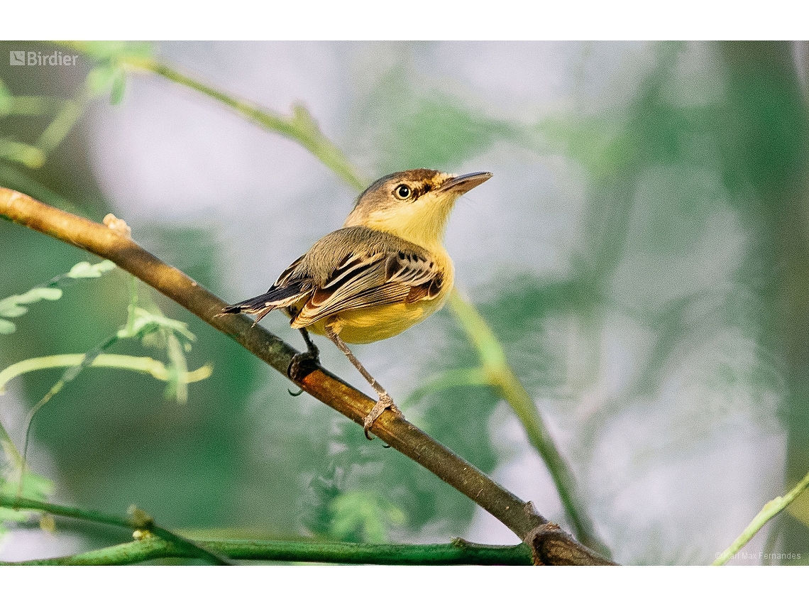 Todirostrum cinereum