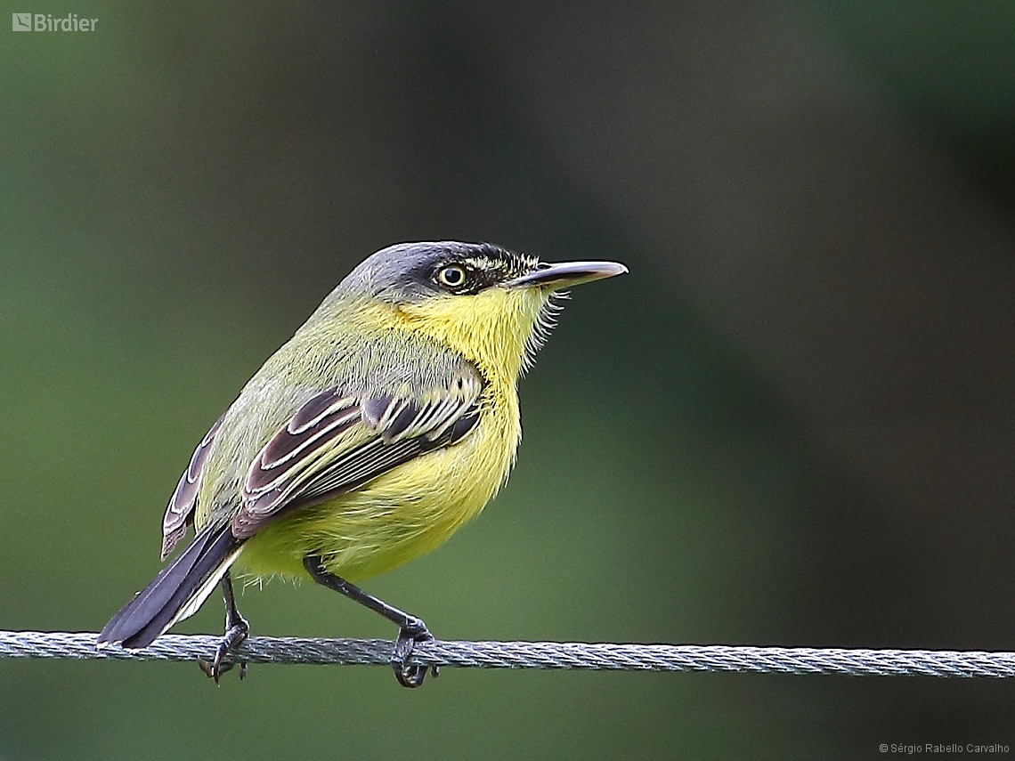 Todirostrum cinereum