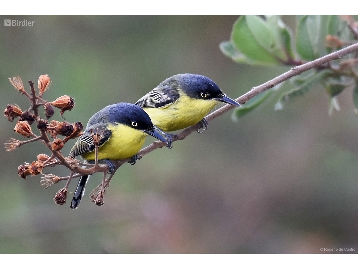 Todirostrum cinereum