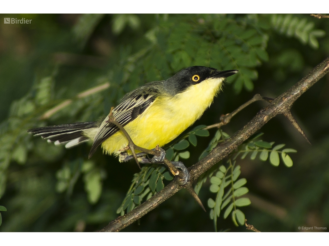 Todirostrum cinereum