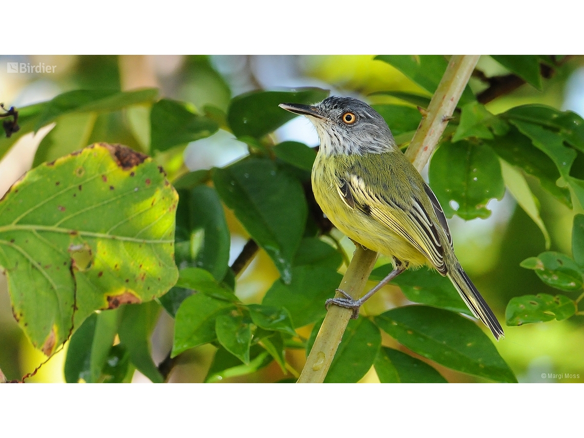 Todirostrum maculatum