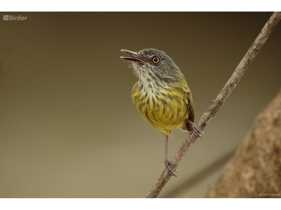 Todirostrum maculatum