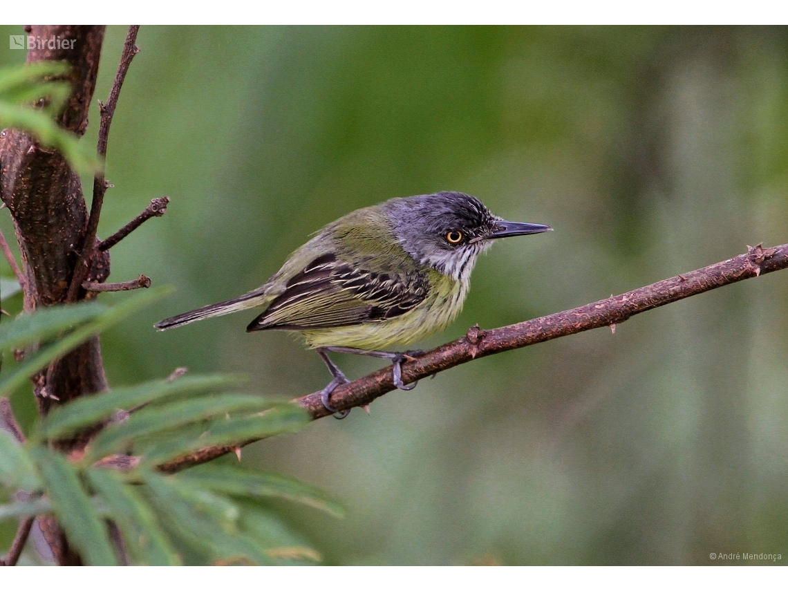 Todirostrum maculatum