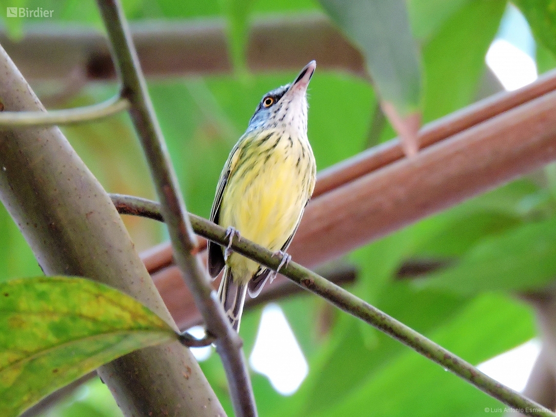 Todirostrum maculatum