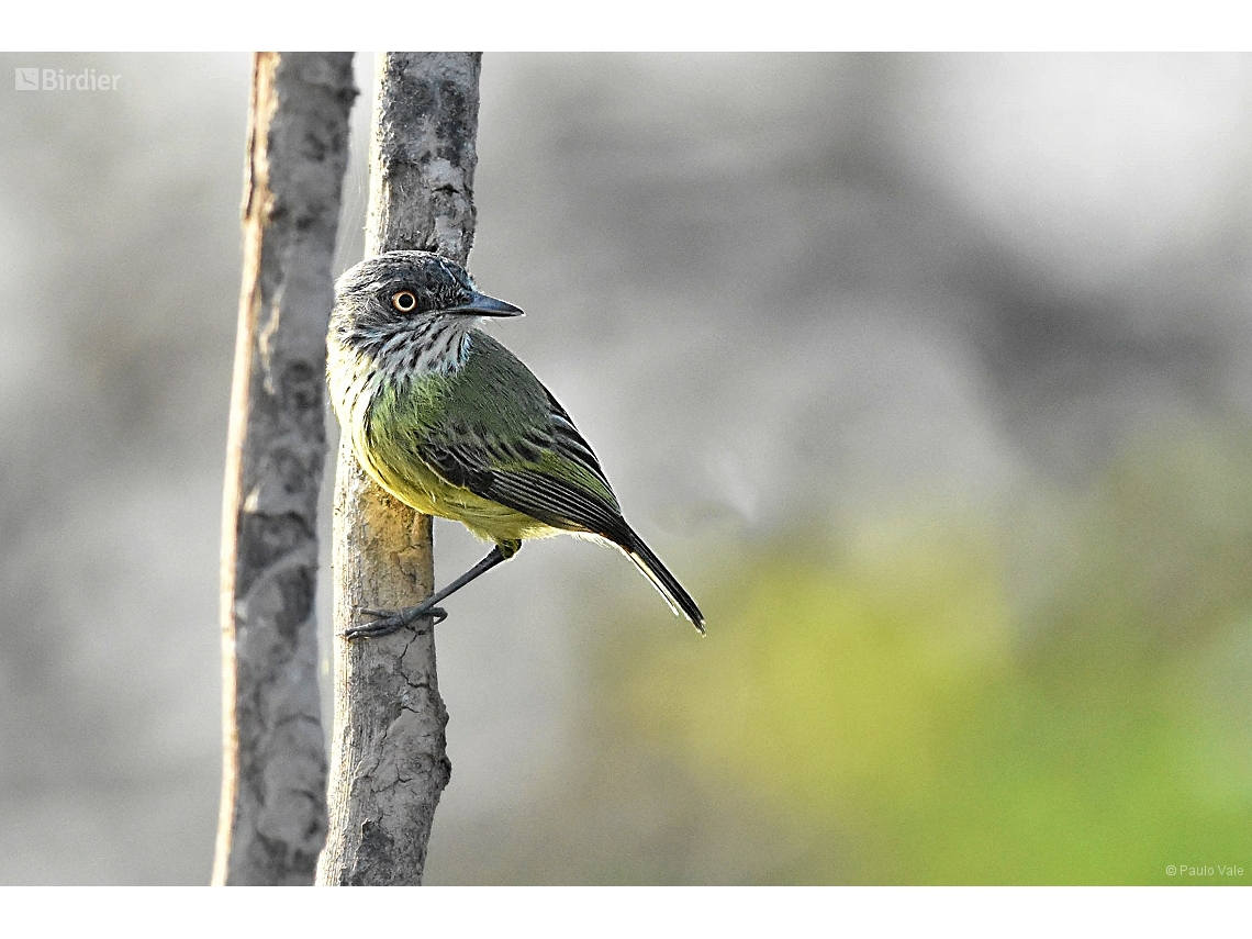 Todirostrum maculatum