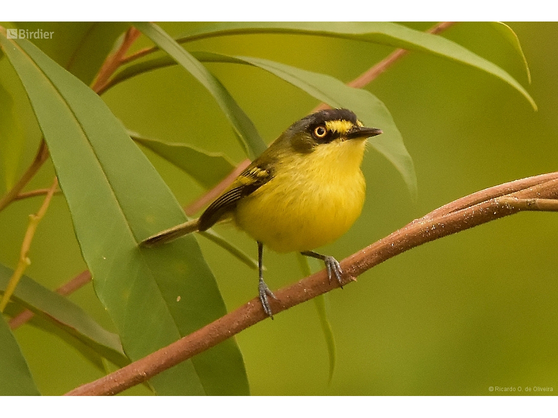 Todirostrum poliocephalum