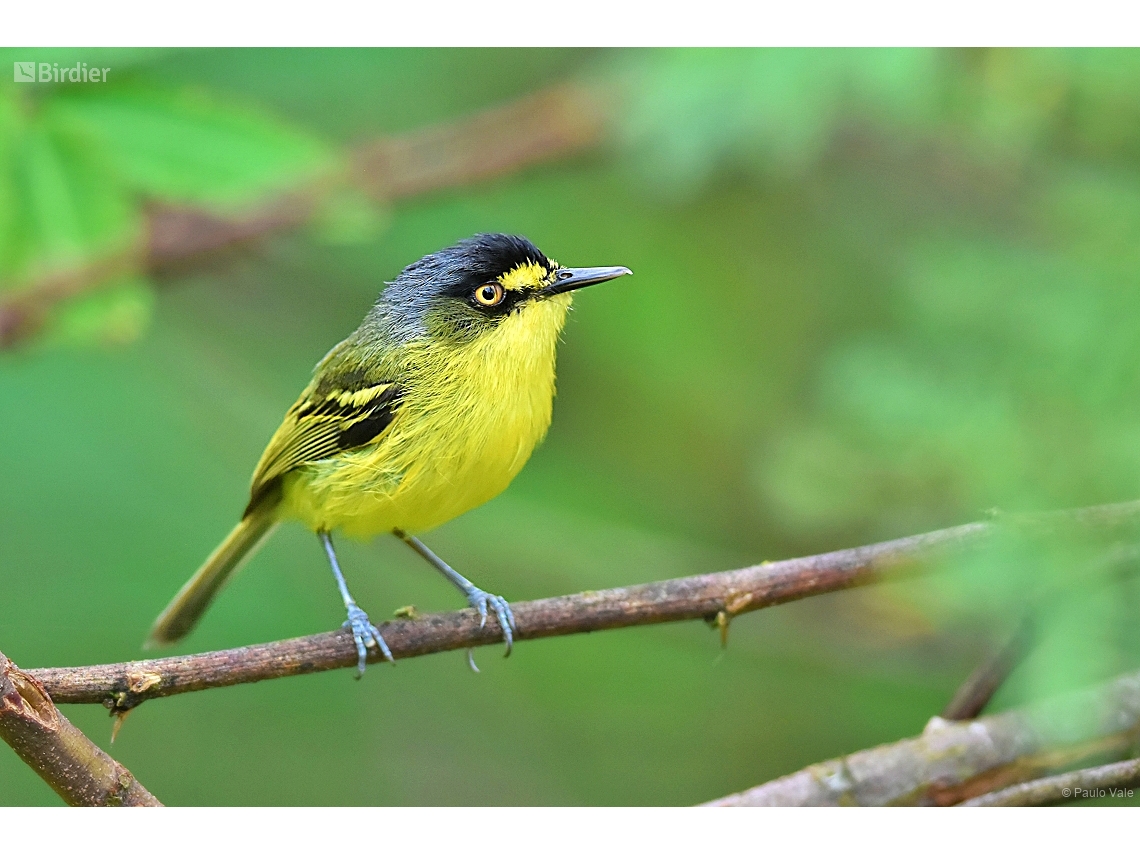 Todirostrum poliocephalum