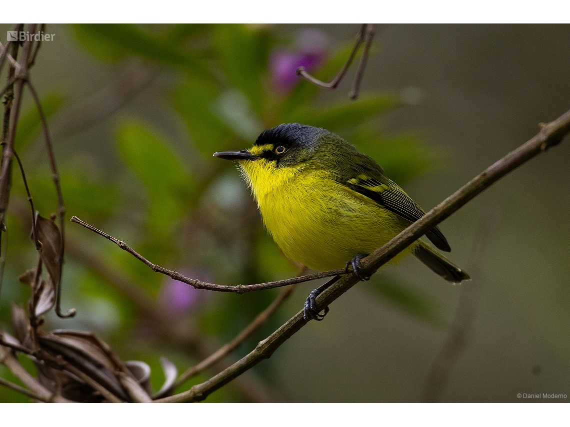 Todirostrum poliocephalum