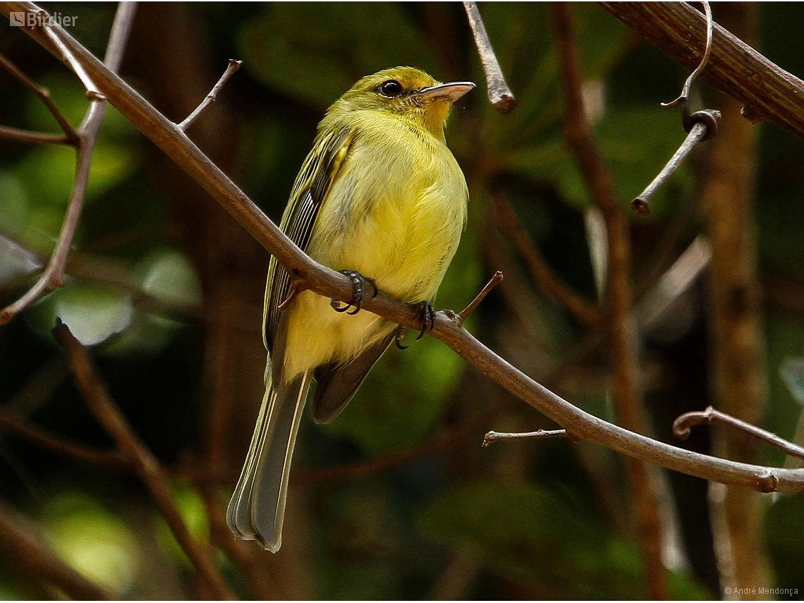 Tolmomyias flaviventris